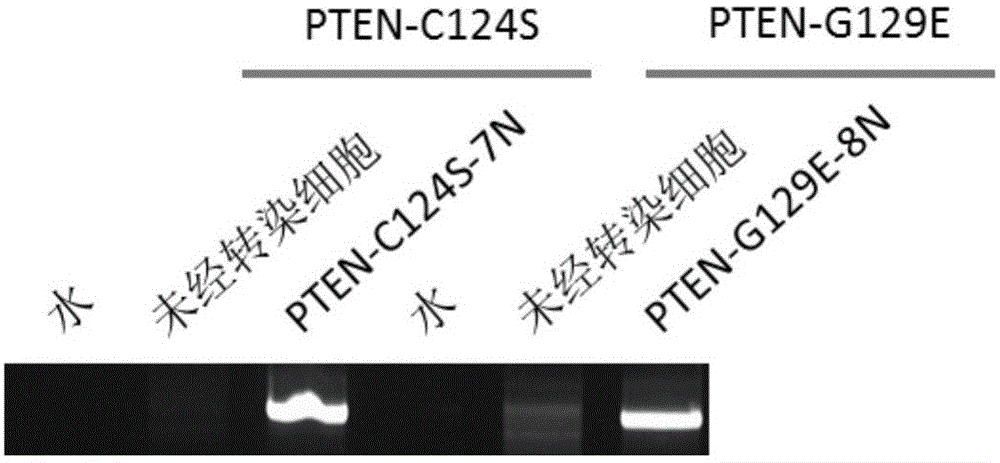 DNA containing mutational endonuclease identification section and application of DNA in genome editing