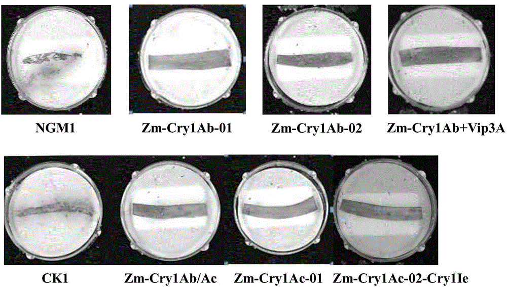 Application of insecticidal protein