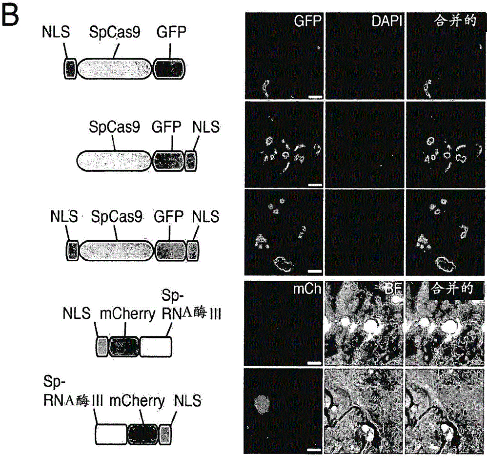 Delivery, use and therapeutic applications of the crispr-cas systems and compositions for targeting disorders and diseases using viral components