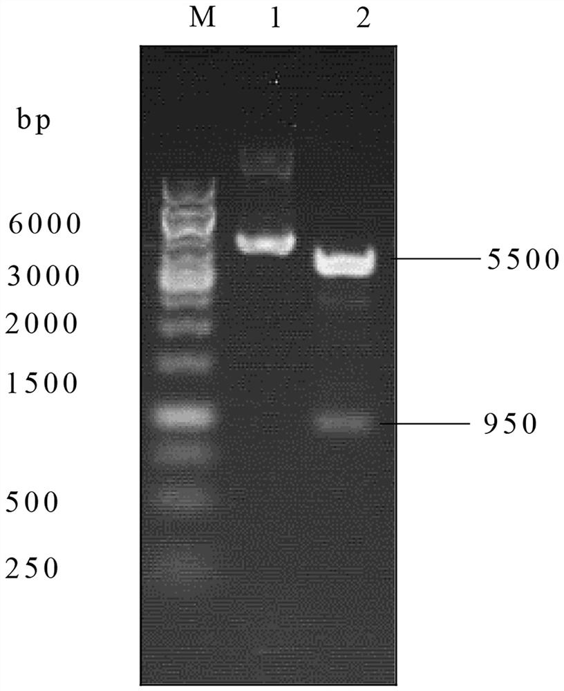 Polyclonal antibody for specifically recognizing AAV9 capsid protein and preparation method thereof