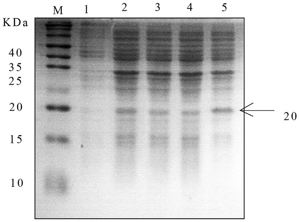 Polyclonal antibody for specifically recognizing AAV9 capsid protein and preparation method thereof