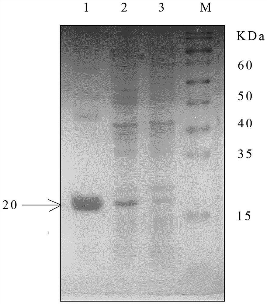 Polyclonal antibody for specifically recognizing AAV9 capsid protein and preparation method thereof