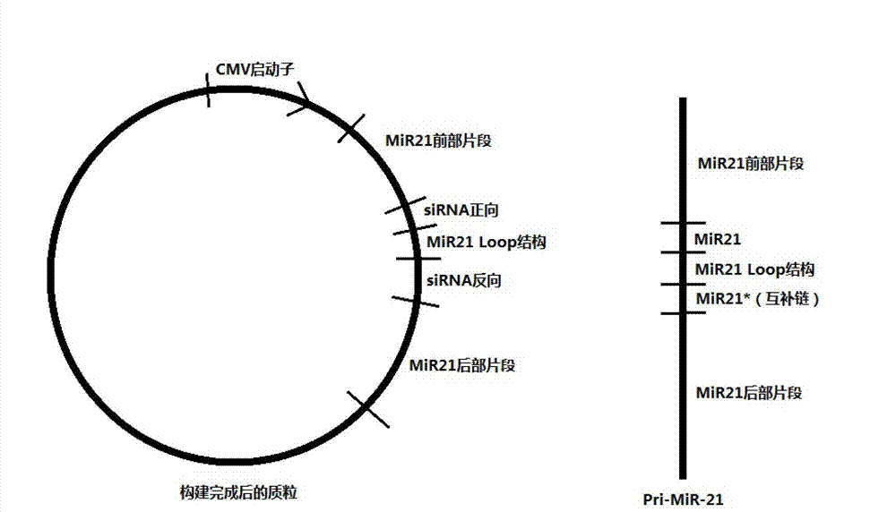 SiRNA expression vector and application thereof