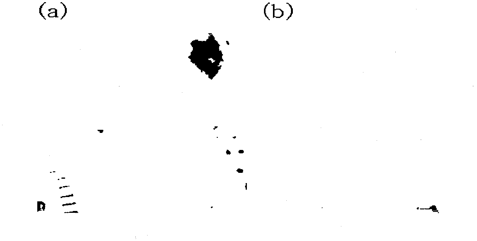 Hydrogel type cell delivery vehicle for wound healing, and preparation method thereof