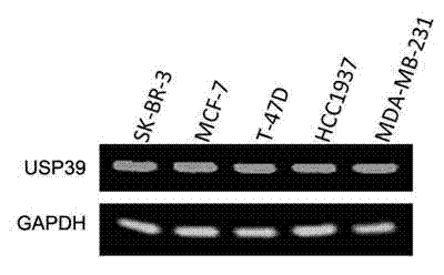 Recombinant lentiviral vector containing ubiquitin-specific protease gene USP39-shRNA (short hairpin ribonucleic acid) and application thereof