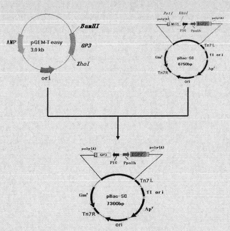 Recombinant baculovirus expressing Porcine Reproductive and Respiratory Syndrome Virus (PRRSV) immunogen gene and preparation method and application thereof