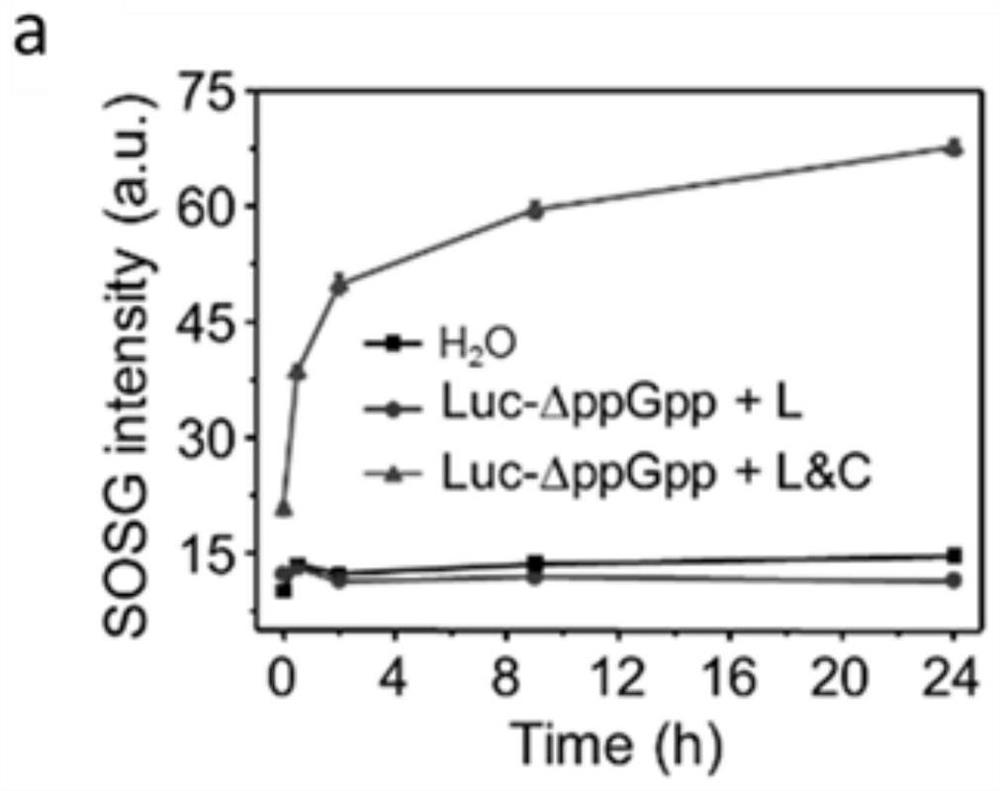 Bioluminescent engineered bacterium composition, and preparation method and application thereof