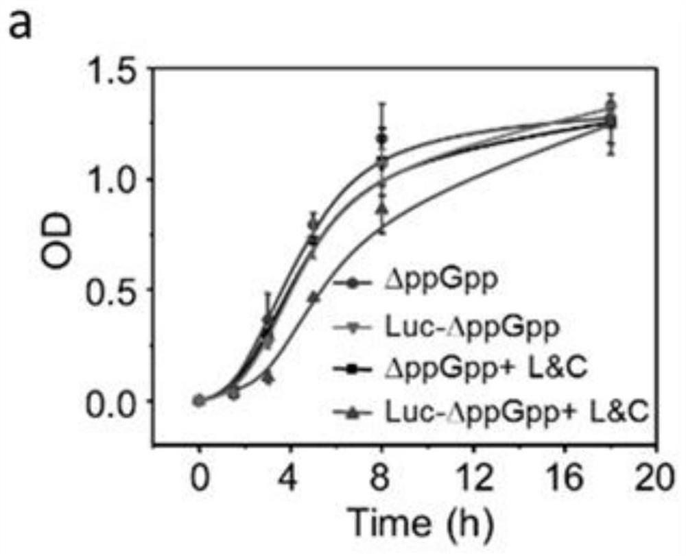 Bioluminescent engineered bacterium composition, and preparation method and application thereof