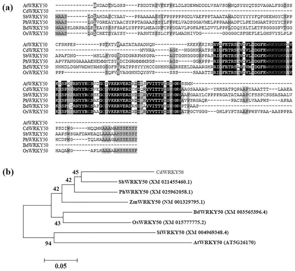 Bermudagrass transcription factor cdwrky50 regulating plant salt tolerance and its application