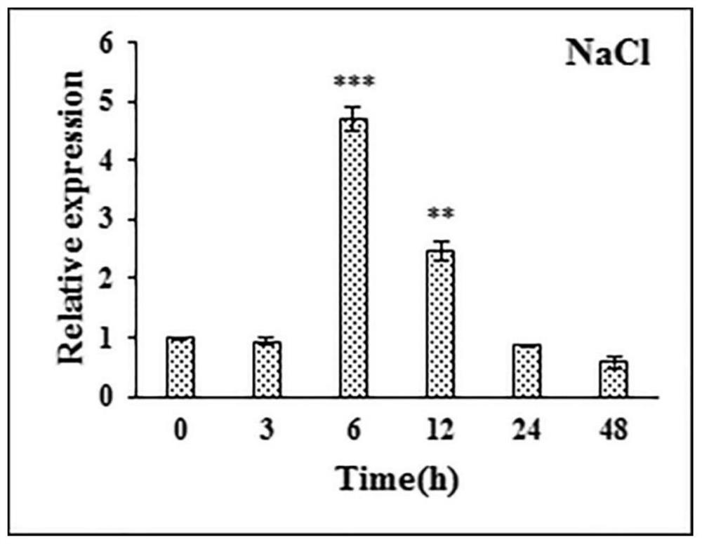 Bermudagrass transcription factor cdwrky50 regulating plant salt tolerance and its application