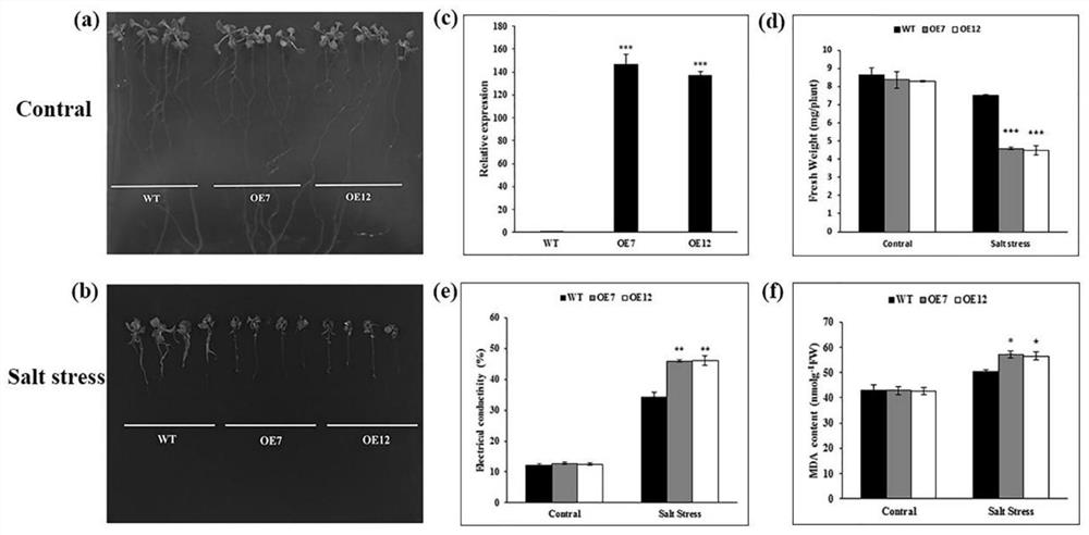 Bermudagrass transcription factor cdwrky50 regulating plant salt tolerance and its application