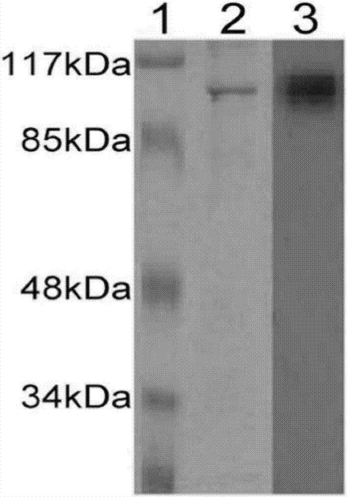 Use of heat shock protein gp96 in treatment on autoimmune hemolytic anemia