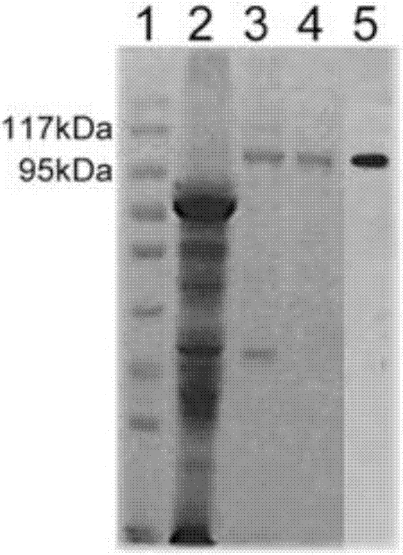 Use of heat shock protein gp96 in treatment on autoimmune hemolytic anemia