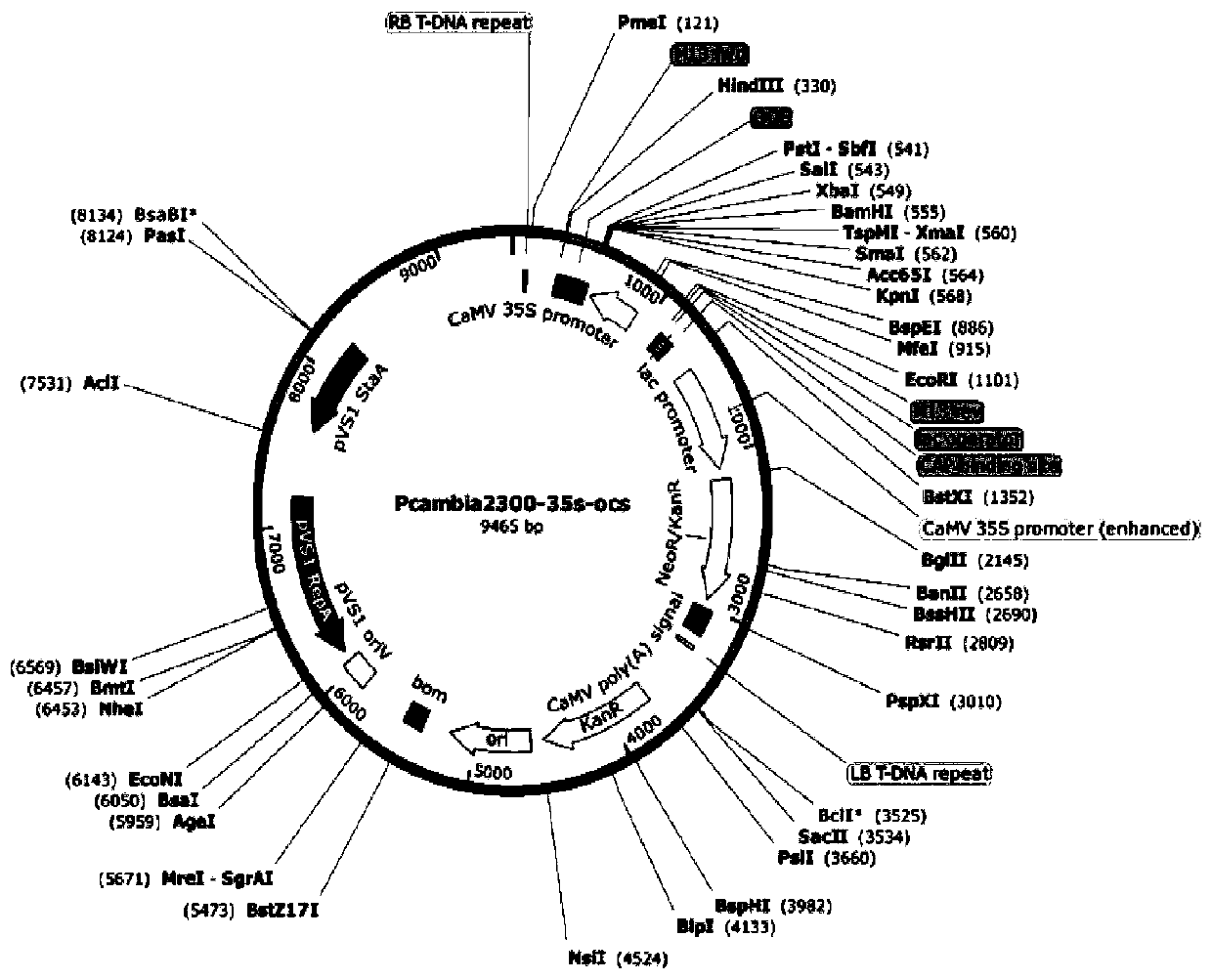 A method for screening transgenic peanuts by constructing an expression vector containing Δ12-fatty acid dehydrogenase gene