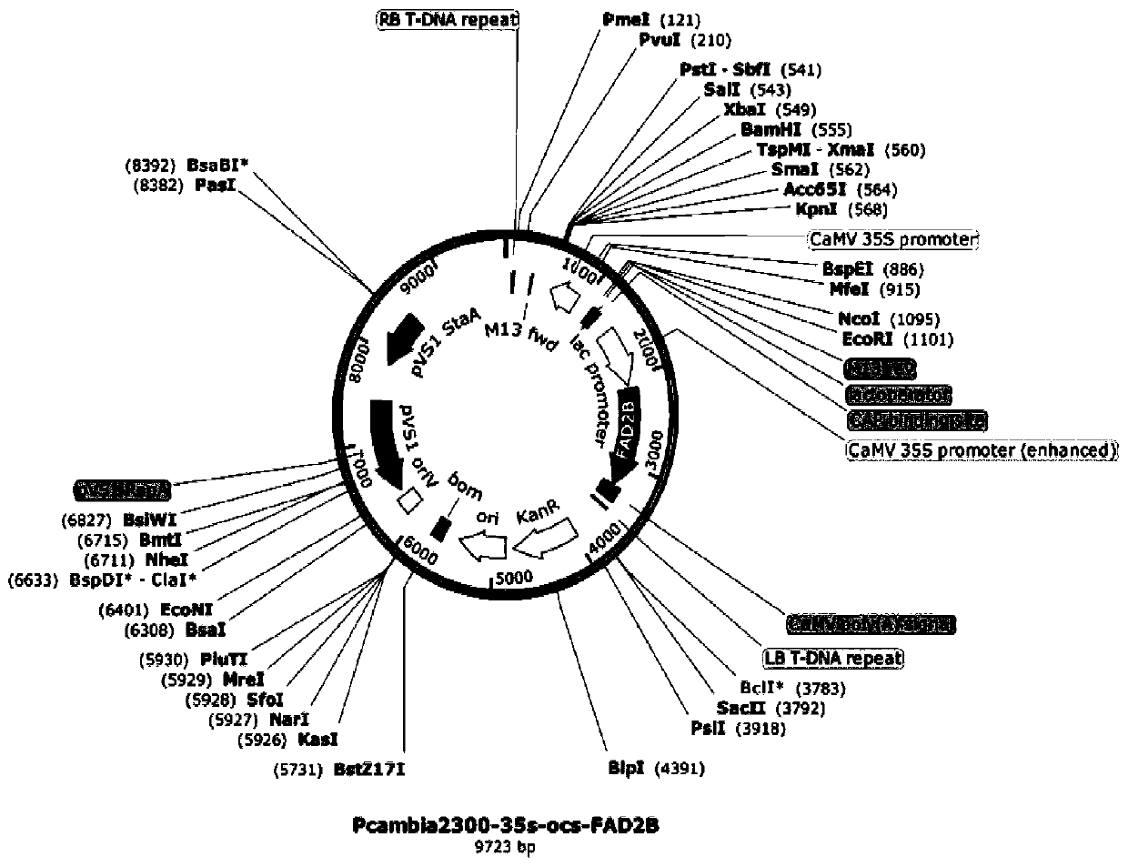 A method for screening transgenic peanuts by constructing an expression vector containing Δ12-fatty acid dehydrogenase gene