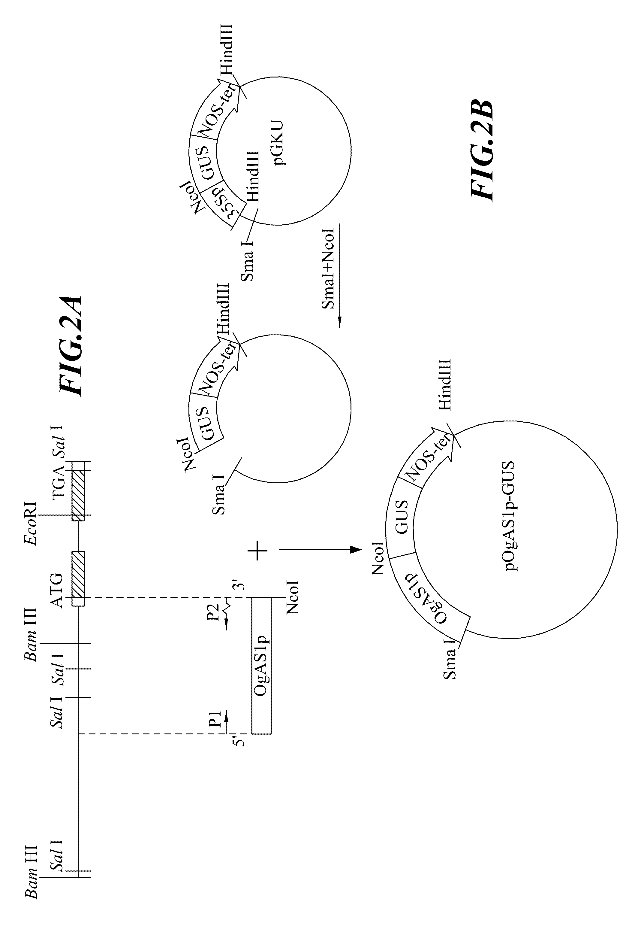 Anther-specific expression promoter in plant and application thereof