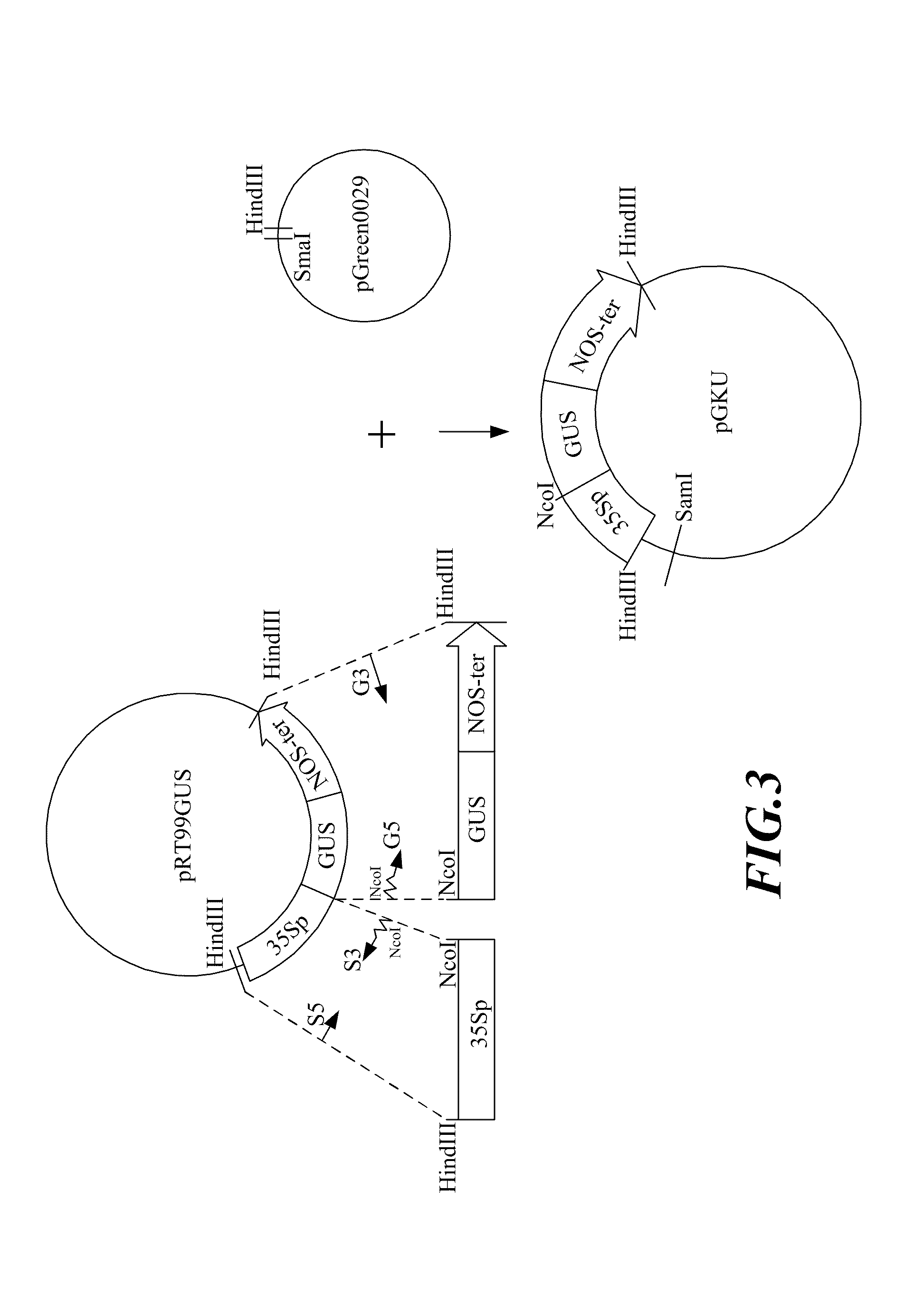 Anther-specific expression promoter in plant and application thereof