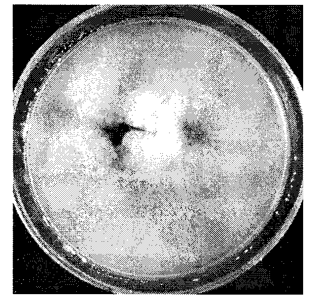 Preparation and application of chaetomium globosum and metabolite flavipin thereof