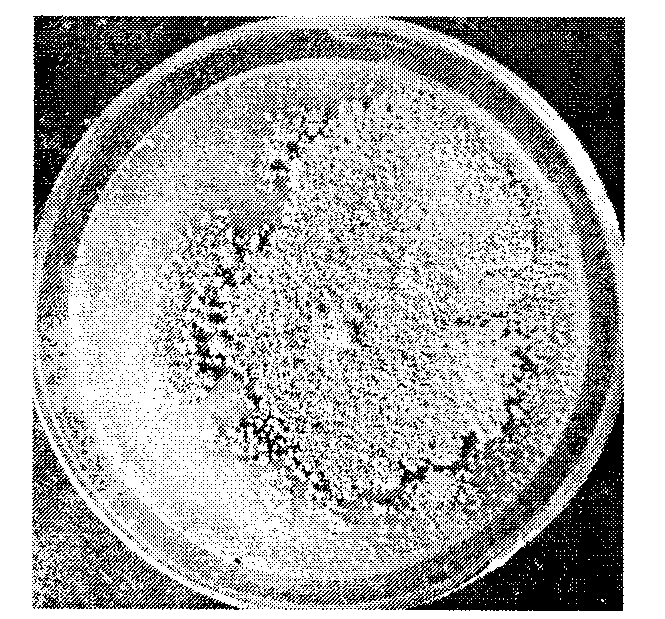 Preparation and application of chaetomium globosum and metabolite flavipin thereof