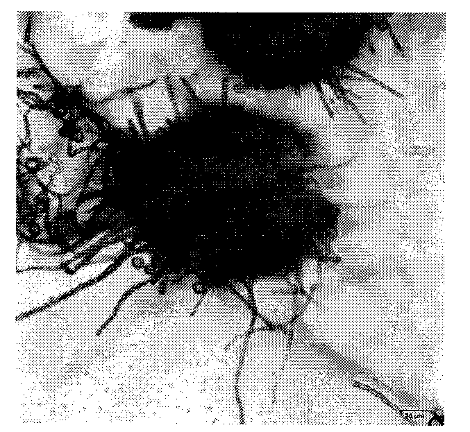 Preparation and application of chaetomium globosum and metabolite flavipin thereof