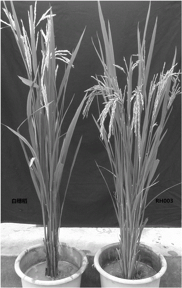 Breeding method for hybrid rice two-line sterility line with albino ear lemmas