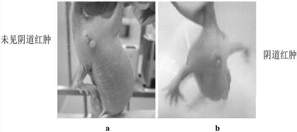 Method for breeding and pairing naked mole rats