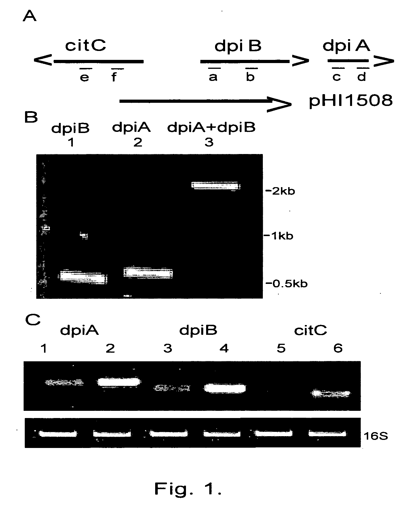 Modulating SOS response induction by antimicrobial agents