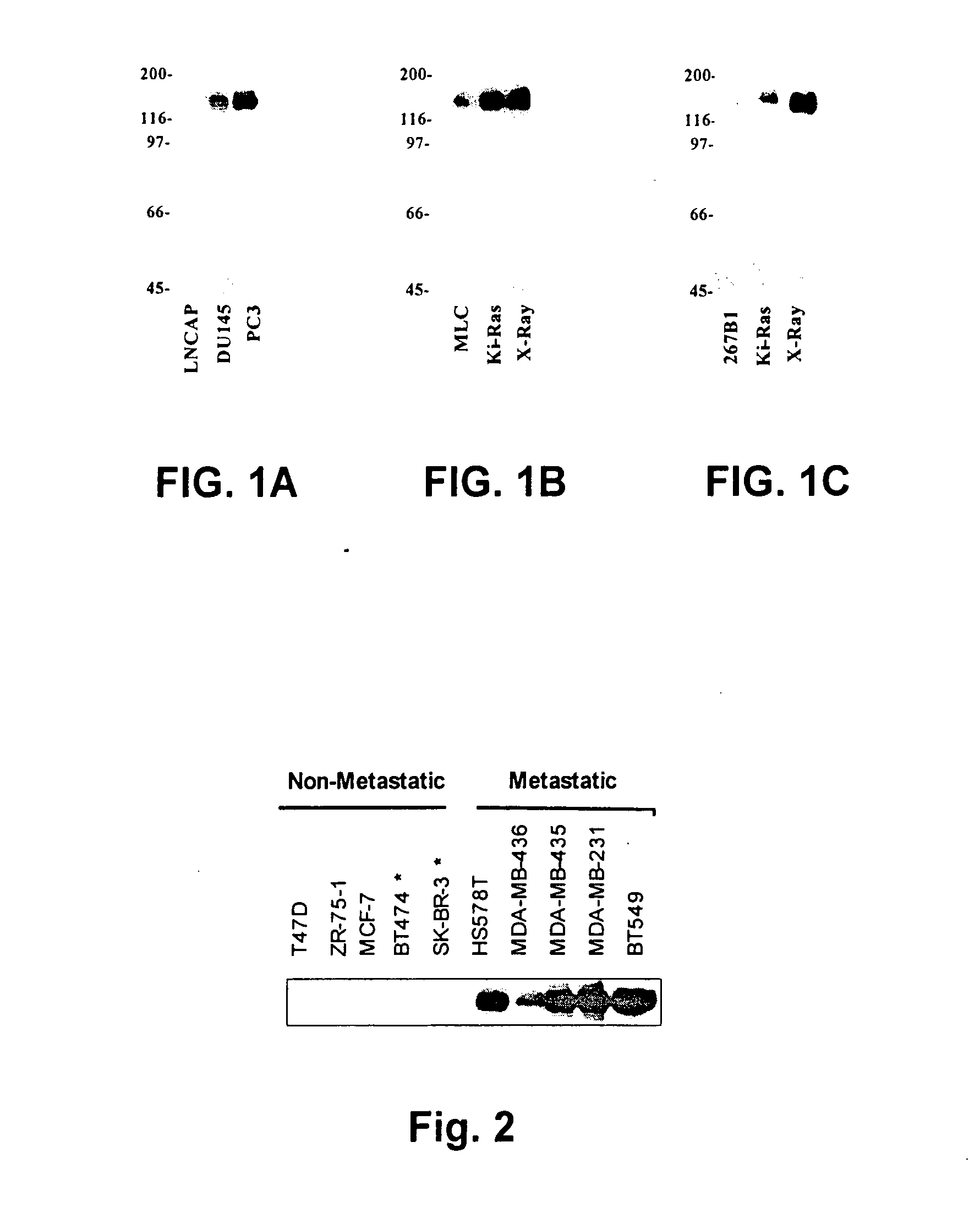 Antibodies as a cancer diagnostic