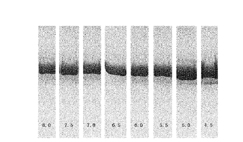 Pharmaceutical preparation containing recombinant human serum albumin-human granulocyte colony stimulating factor fusion protein and preparation thereof