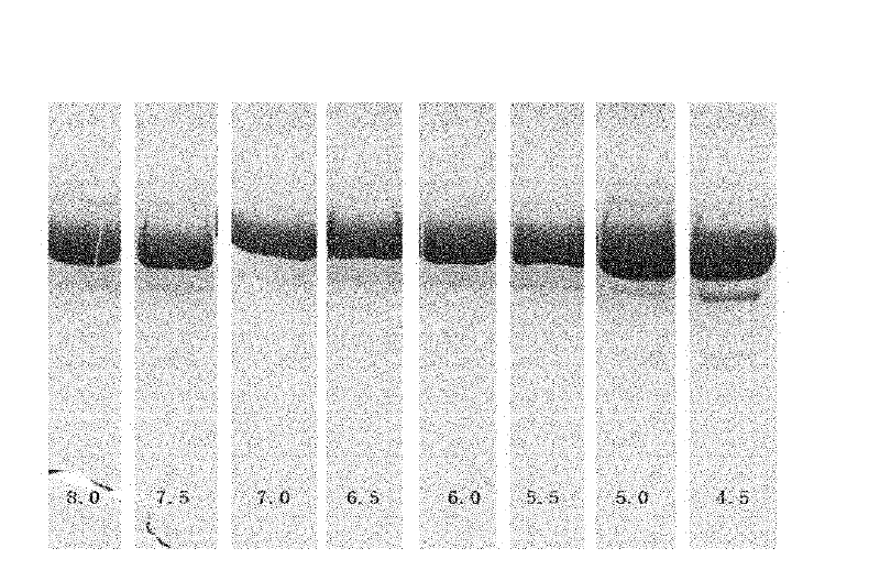 Pharmaceutical preparation containing recombinant human serum albumin-human granulocyte colony stimulating factor fusion protein and preparation thereof