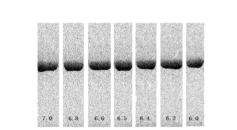 Pharmaceutical preparation containing recombinant human serum albumin-human granulocyte colony stimulating factor fusion protein and preparation thereof