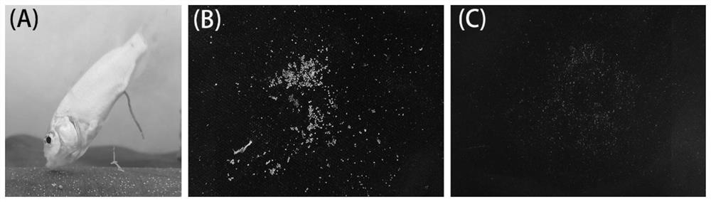 A method of using tilapia biological control to stimulate Cryptocaryon infection