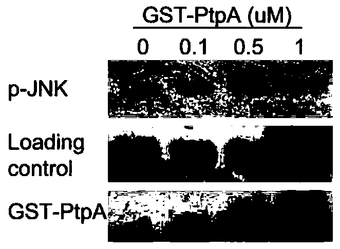 Mycobacterium tuberculosis secretory protein PtpA capable of dephosphorylating p-JNK and p-P38