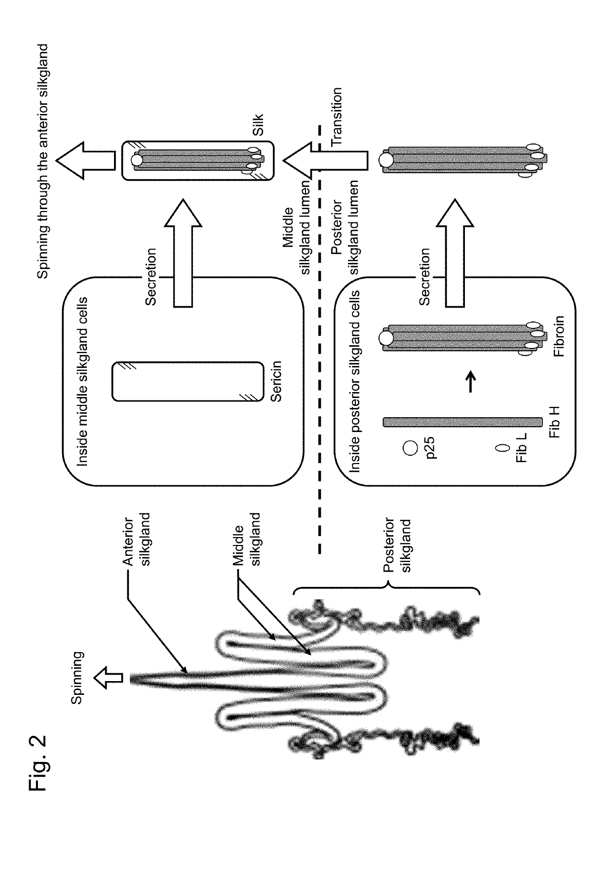 Recombinant bagworm silk (as amended)