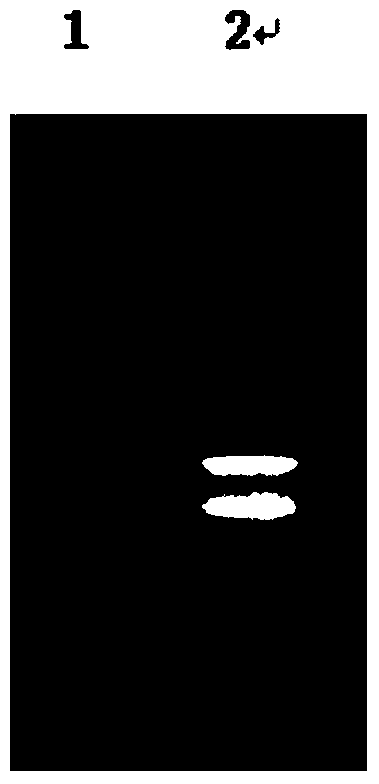 A dna fragment with promoter function and its application