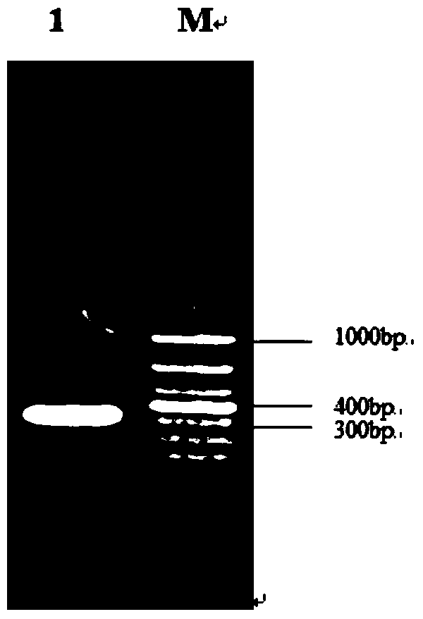 A dna fragment with promoter function and its application