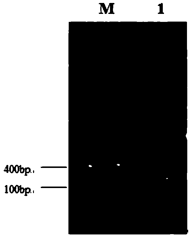 A dna fragment with promoter function and its application