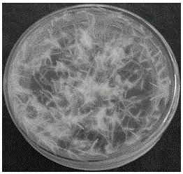 Method for inducing hairy roots of anisodus acutangulus C.Y.Wu et C.Chen