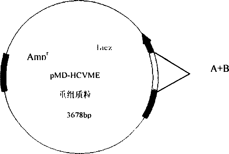 Gene cloning of polyepitope antigen of hepatitis C virus and its coding sequence