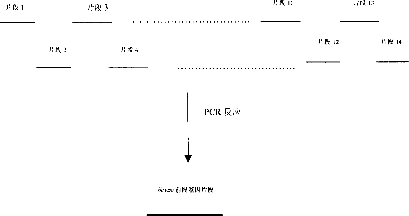 Gene cloning of polyepitope antigen of hepatitis C virus and its coding sequence