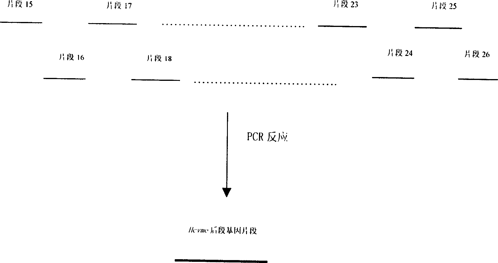 Gene cloning of polyepitope antigen of hepatitis C virus and its coding sequence