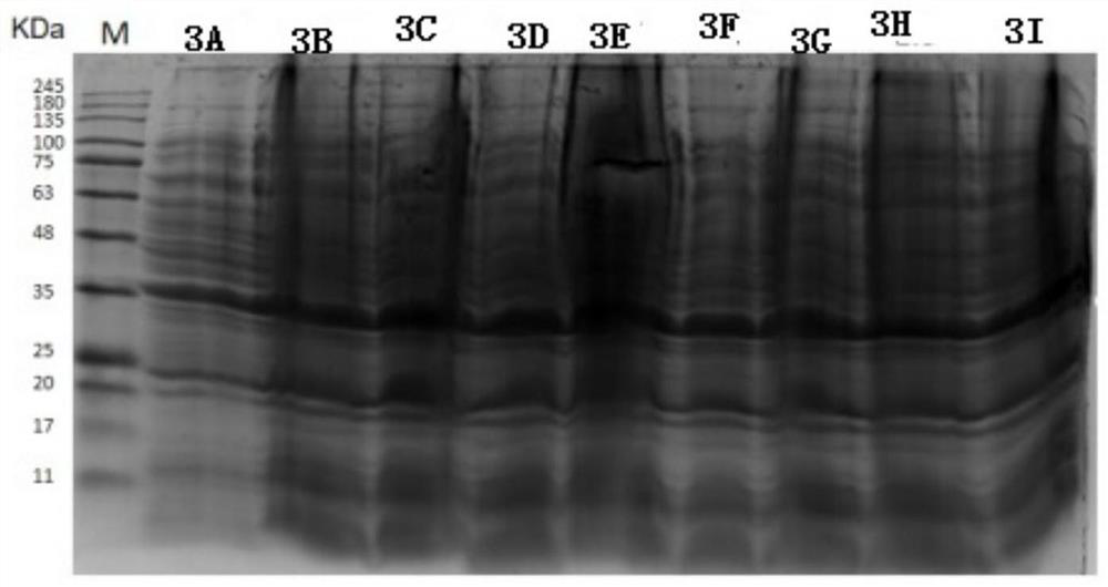 Recombinant TRPV4 protein and preparation method thereof