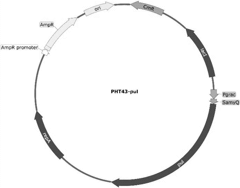 Codon optimized pullulanase, expression vector thereof and construction method of expression vector