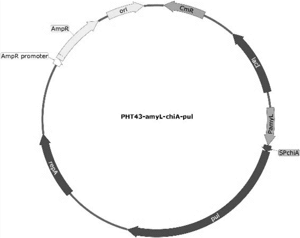 Codon optimized pullulanase, expression vector thereof and construction method of expression vector