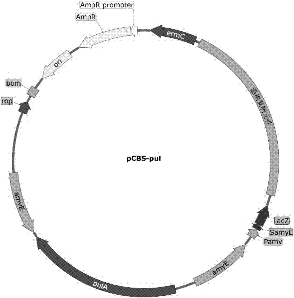 Codon optimized pullulanase, expression vector thereof and construction method of expression vector