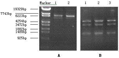 Construction and application of cell model for cotransfection of drug metabolic enzyme and transporter