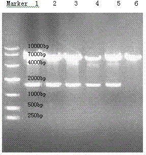 Construction and application of cell model for cotransfection of drug metabolic enzyme and transporter