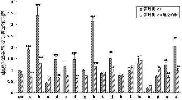 Construction and application of cell model for cotransfection of drug metabolic enzyme and transporter