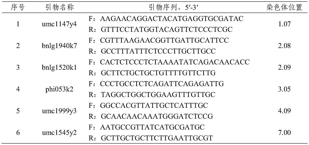 Method of assistant efficient breeding of corns cooperatively using two molecular markers of SSR and SNP