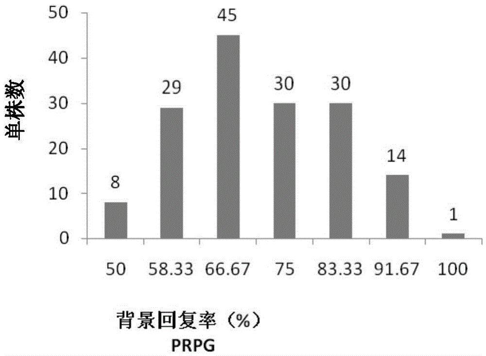 Method of assistant efficient breeding of corns cooperatively using two molecular markers of SSR and SNP